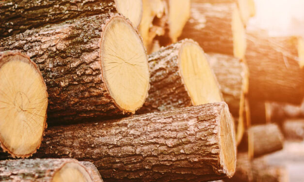 Timber! Weyerhaeuser’s Strong Bullish Dividend Will Outgrow Inflation