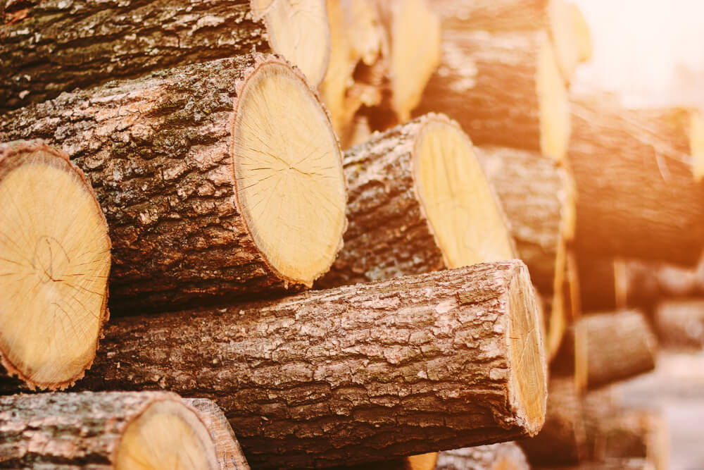 Timber! Weyerhaeuser’s Strong Bullish Dividend Will Outgrow Inflation