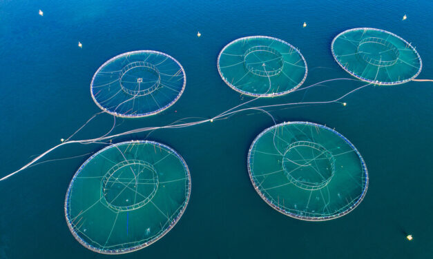 Fish-Farming Industry Is Ripe for Disruption