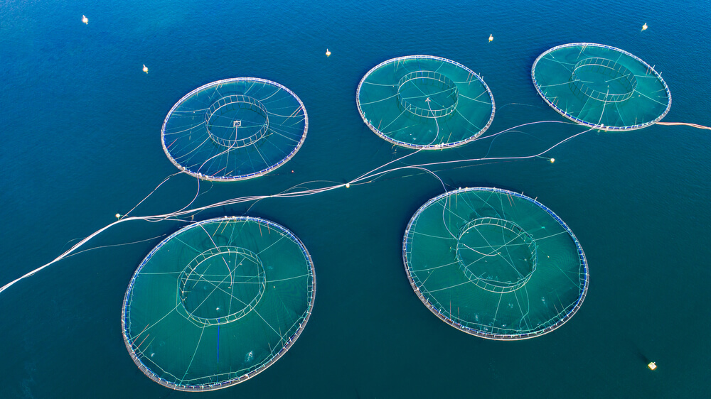 Fish-Farming Industry Is Ripe for Disruption