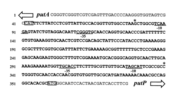 Imperium Dna Stock